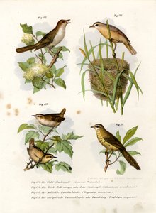 Thrush Nightingale